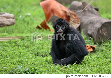 異色坐哥倫比亞黑蜘蛛猴 118103712