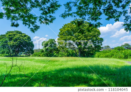 Summer scenery, cool shade, natural rest area 118104045