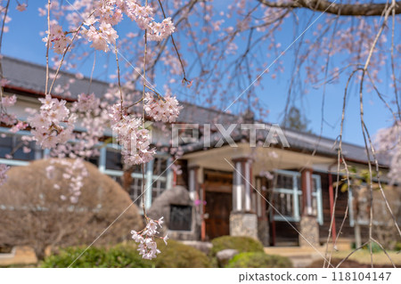 Weeping cherry blossoms in full bloom at Kinbara School in Iida City, Nagano Prefecture Weeping cherry blossoms in full bloom at Kinbara School in Iida City, Nagano Prefecture 118104147