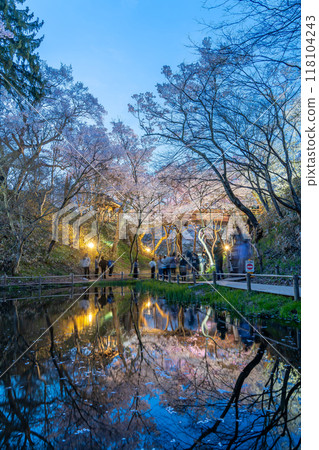 Ina City, Nagano Prefecture: Cherry blossoms in full bloom at night at Takato Castle Park across the pond, said to be the best in the country 118104243