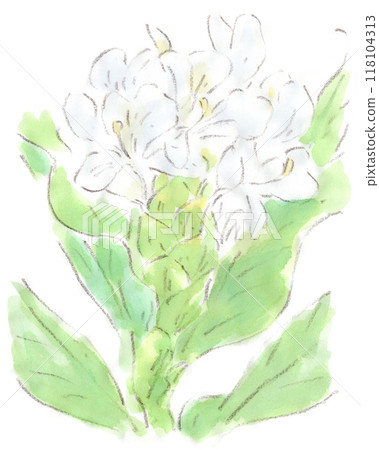 A watercolor illustration of a summer plant, ginger with gorgeous white petals A watercolor illustration of a summer plant, ginger with gorgeous white petals 118104313