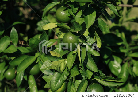 橙田九月 118105004