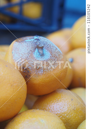 Rotten orange. Moldy orange on table  Rotten orange. Moldy orange on table  118105242