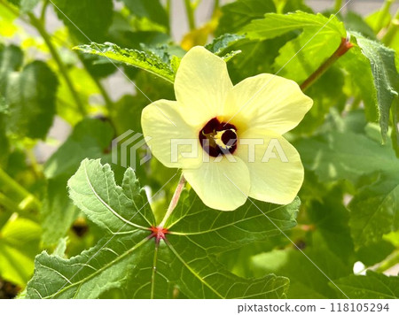 夏日早晨秋葵花盛開 51 夏日早晨秋葵花盛開 51 118105294