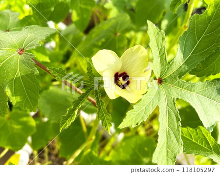 Okra flowers blooming on a summer morning 55 Okra flowers blooming on a summer morning 55 118105297