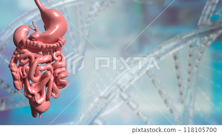 The viscera on dna background for medical and sci concept 3d rendering. The viscera on dna background for medical and sci concept 3d rendering. 118105700