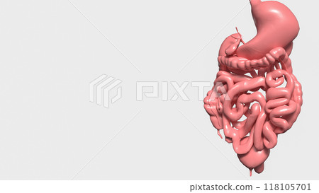 The viscera on white background for medical and sci concept 3d rendering. The viscera on white background for medical and sci concept 3d rendering. 118105701