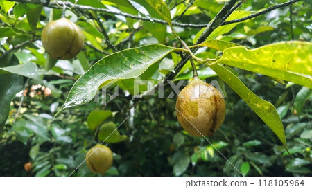 Nutmeg fruits on the tree Nutmeg fruits on the tree 118105964