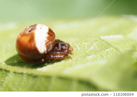 White obit Torino Fundamesi (female) 118106004