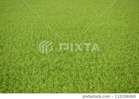 Growing rice [background material] 118106060