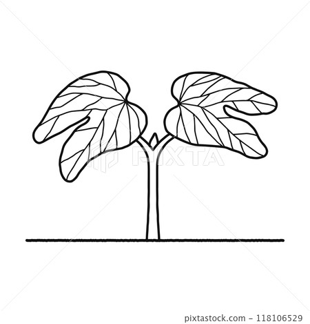被子植物、雙子葉植物、線圖 被子植物、雙子葉植物、線圖 118106529