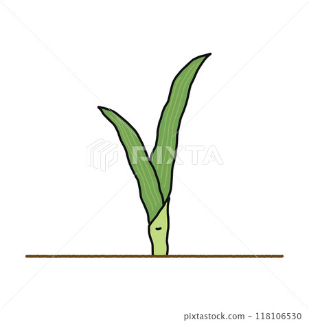 被子植物/單子葉植物 被子植物/單子葉植物 118106530
