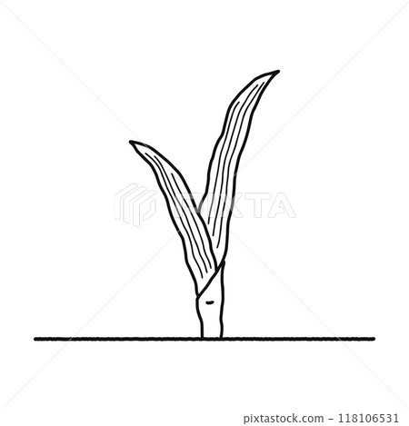 Angiosperms, monocots, line drawings Angiosperms, monocots, line drawings 118106531