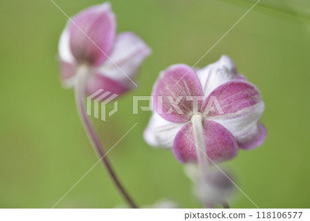 秋菊菊花後視圖 118106577