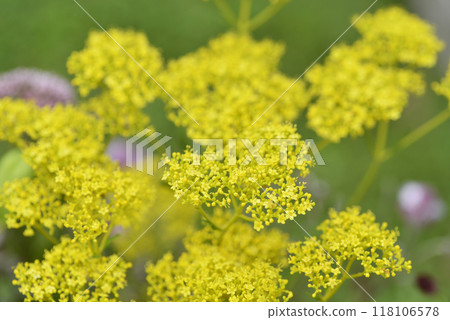 明亮的黃色花 明亮的黃色花 118106578