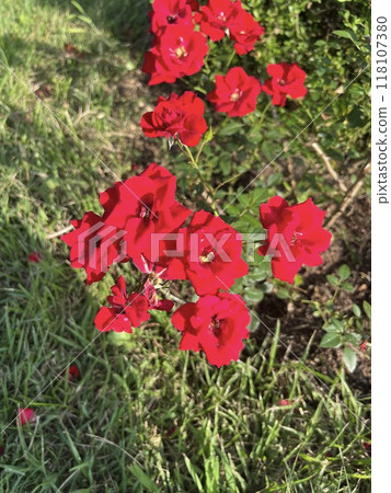 Red flower	 118107380