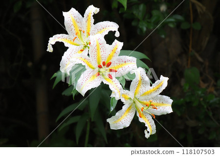 山村花 山村花 118107503