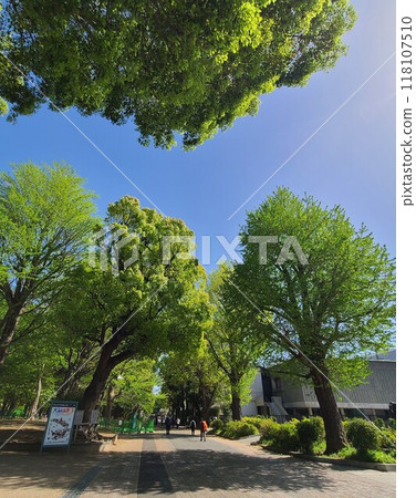 Fresh greenery in front of the National Museum of Western Art 118107510