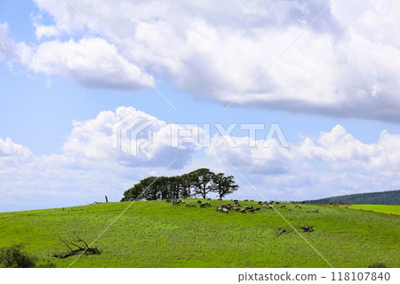 夏天的北海道,內泰露台,十勝平原,牧場,日本最大的牧場,一望無際的天空,內泰牧場,八月 夏天的北海道,內泰露台,十勝平原,牧場,日本最大的牧場,一望無際的天空,內泰牧場,八月 118107840