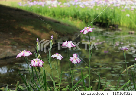 Ritsurin Garden in Iriume (early June, Hanashobu) Ritsurin Garden in Iriume (early June, Hanashobu) 118108325