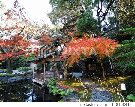 Autumn garden with beautiful autumn leaves Autumn garden with beautiful autumn leaves 118108415