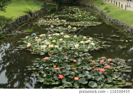Ritsurin Garden in Mangshu (mid-June, water lilies) Ritsurin Garden in Mangshu (mid-June, water lilies) 118108435