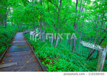 北海道的夏天，在北海道東部釧路看到的壯麗的釧路濕地，偉大的土地，濕地，釧路市濕地展望台，漫步在濕地森林 118108583