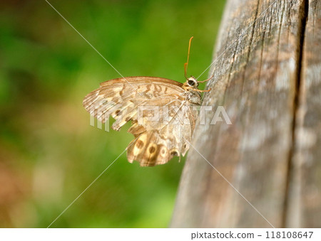 翅膀破爛的蝴蝶，秋天的里斑光 118108647