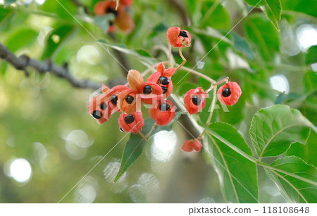 Red and black berries of the Japanese quince that ripen in autumn Red and black berries of the Japanese quince that ripen in autumn 118108648