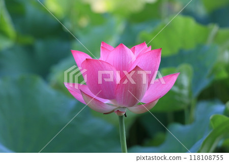 炎炎夏日的栗林公園（7月下旬/蓮花） 118108755