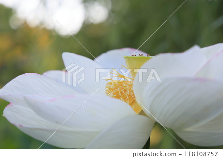 Ritsurin Park in the heat of the summer (late July/Lotus) 118108757