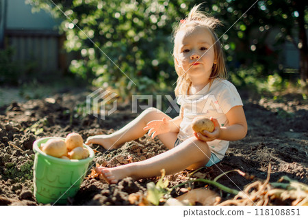 Caucasian child girl with potatoes outdoor in the garden Caucasian child girl with potatoes outdoor in the garden 118108851