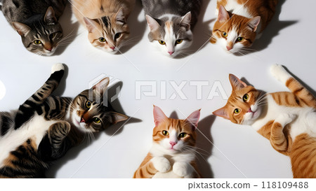 cats looking at the camera cats on a white background. Generative AI cats looking at the camera cats on a white background. Generative AI 118109488