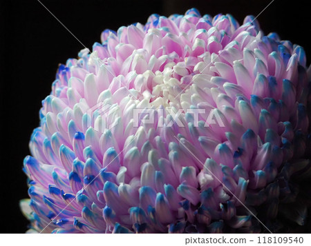 Beautiful light blue and purple chrysanthemum flower Beautiful light blue and purple chrysanthemum flower 118109540