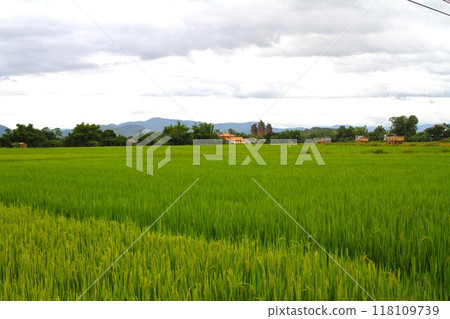 Rice fields in central Vietnam with the Duong Long ruins in the distance 118109739