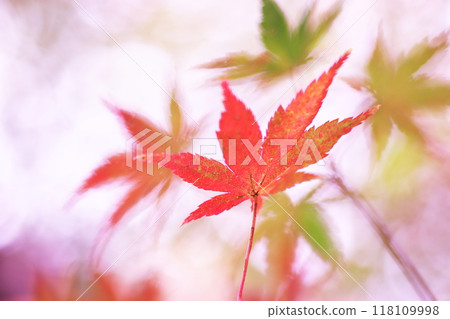 Autumn maple leaves 118109998