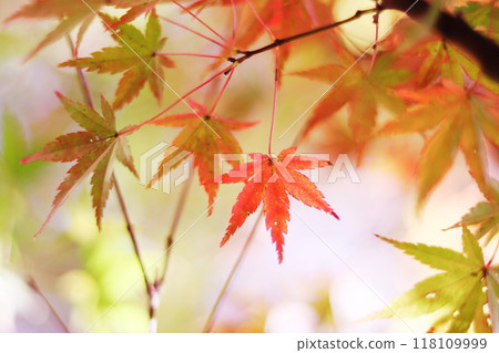Autumn maple leaves 118109999