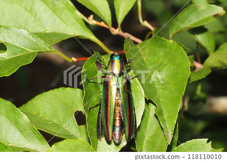 飛行前的玉蟲 (Yamatotamamushi) 118110010