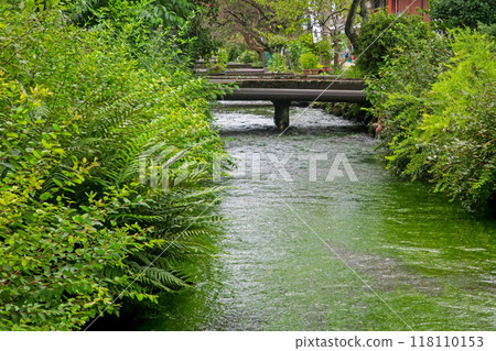 滋賀/中山道 酒井宿 伊清之清水/梅鴨茂 118110153