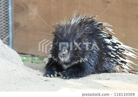 Porcupine in the zoo Porcupine in the zoo 118110309