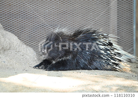 動物園裡的豪豬 118110310