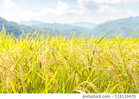 Rice early harvest Rice early harvest 118110470