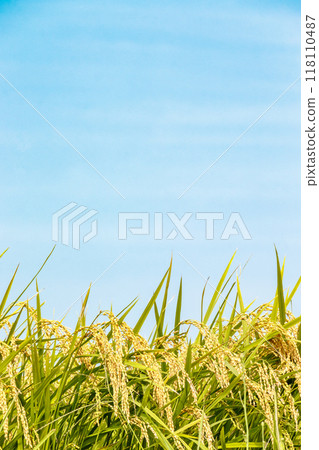 Rice ears near harvest and autumn sky 118110487
