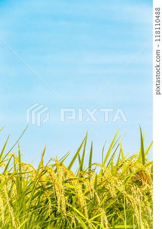 即將收割的稻穗與秋天的天空 118110488