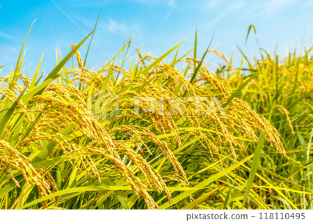 果子米秸杆和藍天 118110495