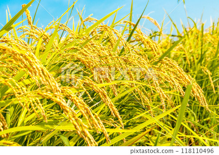 果子米秸杆和藍天 118110496