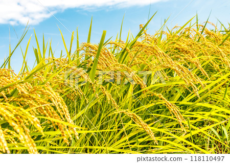 Fruit rice straw and blue sky Fruit rice straw and blue sky 118110497