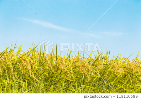 Rice ears near harvest and autumn sky Rice ears near harvest and autumn sky 118110589