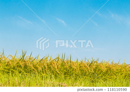 Rice ears near harvest and autumn sky Rice ears near harvest and autumn sky 118110590