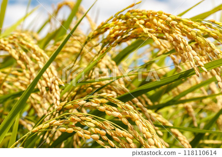 Rice early harvest 118110614